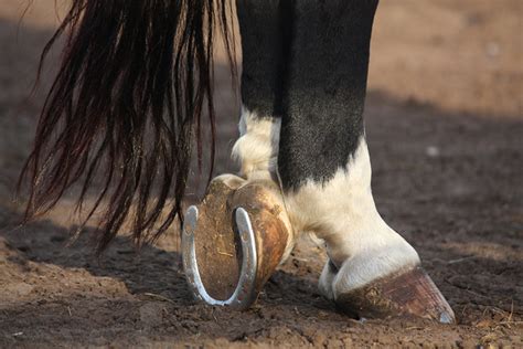 馬蹄 風水 場所|馬の蹄鉄「ホースシュー」の意味と効果｜幸運を呼ぶ 